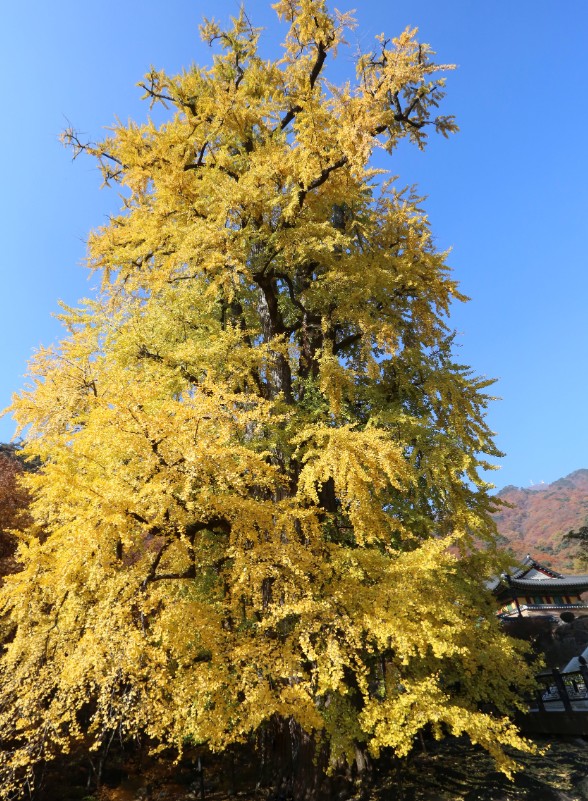 용문사은행나무
