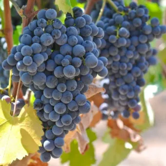 머루포도 효능키우기제철머루포도주 담그기먹는 방법보관 방법 안내_8