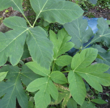 당귀 효능 부작용 뿌리 고르는법