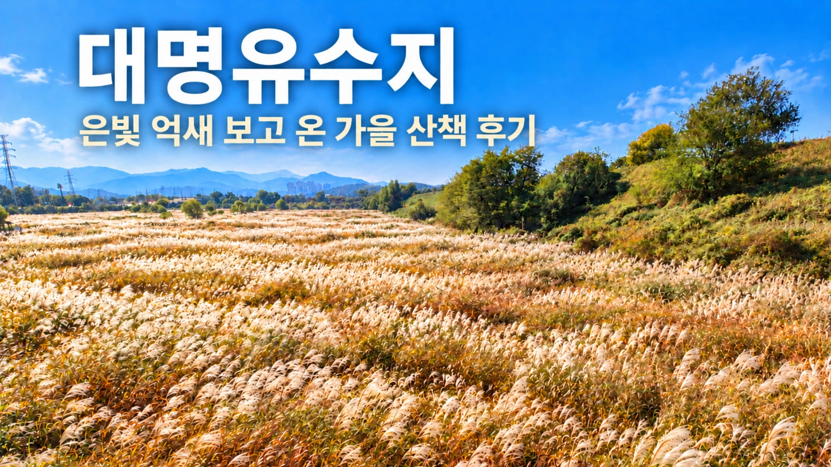 대구 대명유수지 물억새밭 은빛 억새 풍경과 가을 산책길