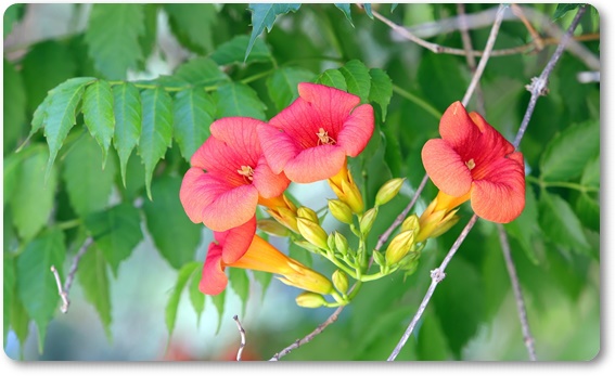 아름다운 꽃의 매력 능소화 꽃말/특성/재배법/활용법/관광 명소