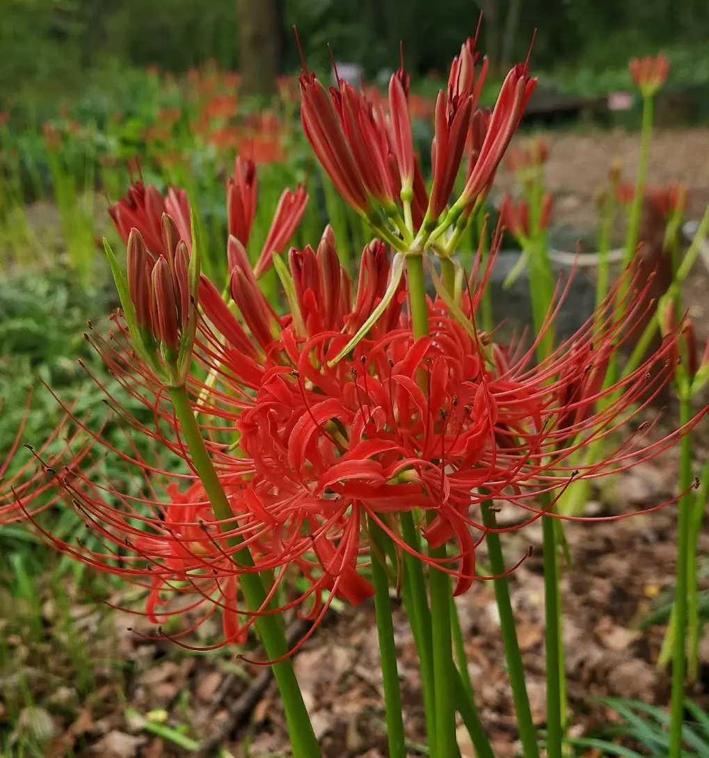 기청산식물원-입장료-무료입장-운영시간
