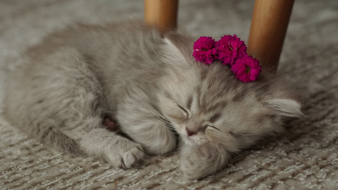 Tenderness