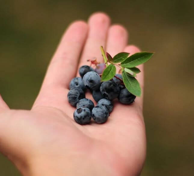 블루베리