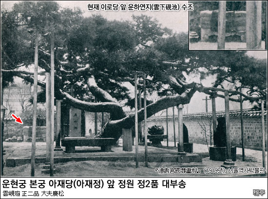운현궁 정2품 소나무 경송(慶松)