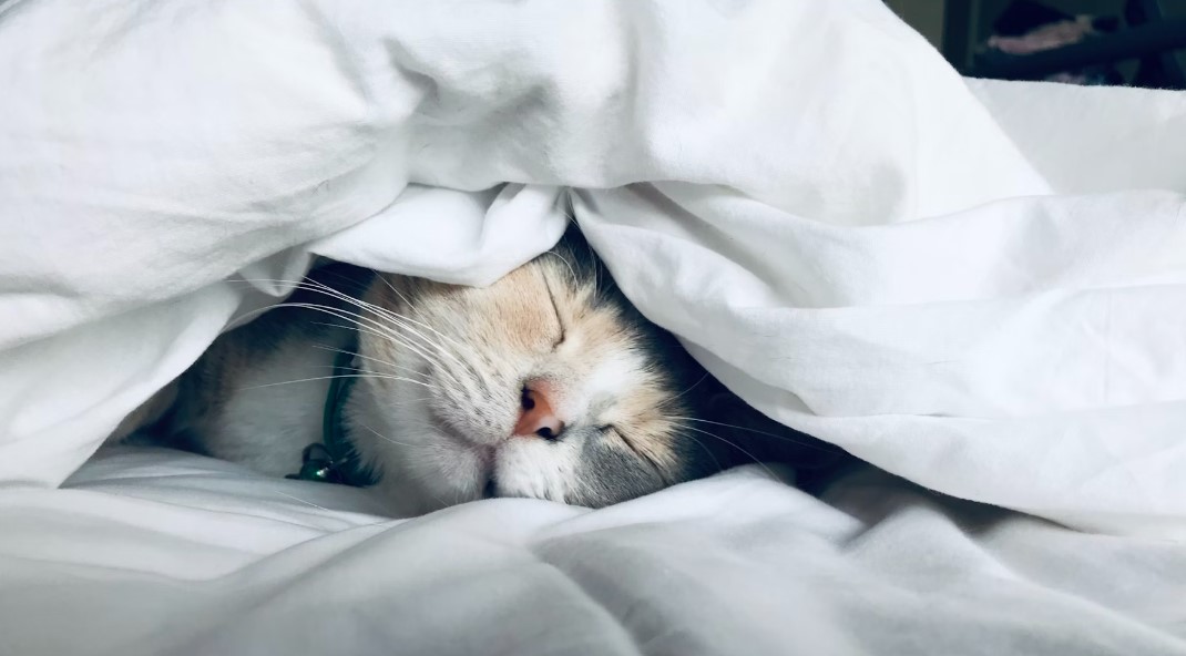 고양이 품종 관련 사진