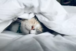 슬픈 젖꾹지 증후군&amp;#44; 슬픈 젖꼭지 증후군