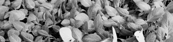 참깨 수확방법: 아침 이른 시간