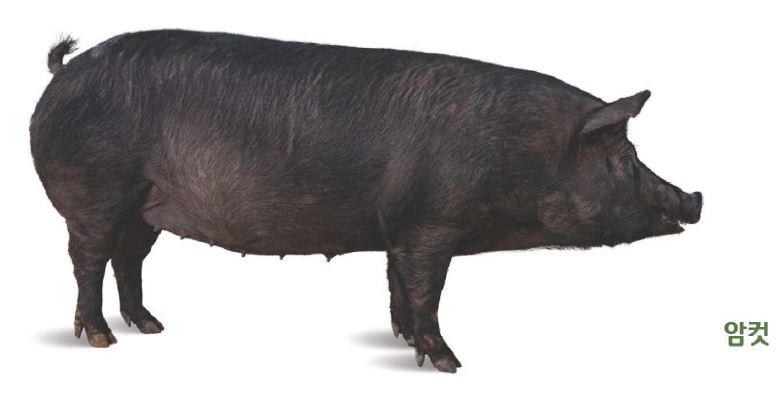 난축맛돈 삼겹살