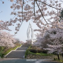 월명공원 벚꽃 핀 모습