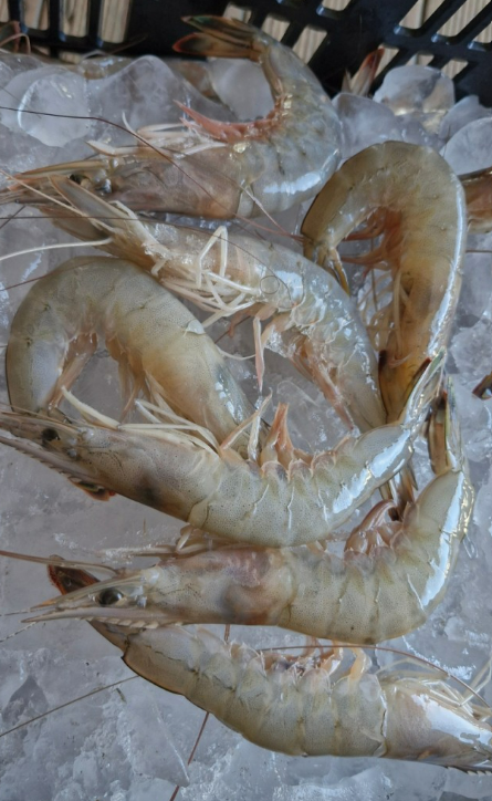 6시내고향 대맛조개 체험 택배 구입 문의