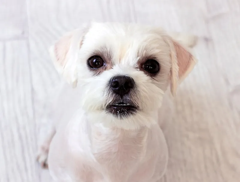 강아지 췌장암 증상 진단 치료법 안내_7