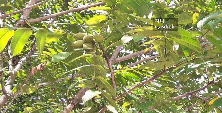 가래나무 효능 13가지와 복용법 부작용 총정리