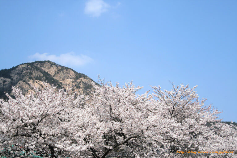 대전 근교 벚꽃 숨은 명소&amp;#44; 벚꽃 명소