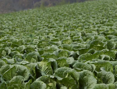 절임배추 사전예약