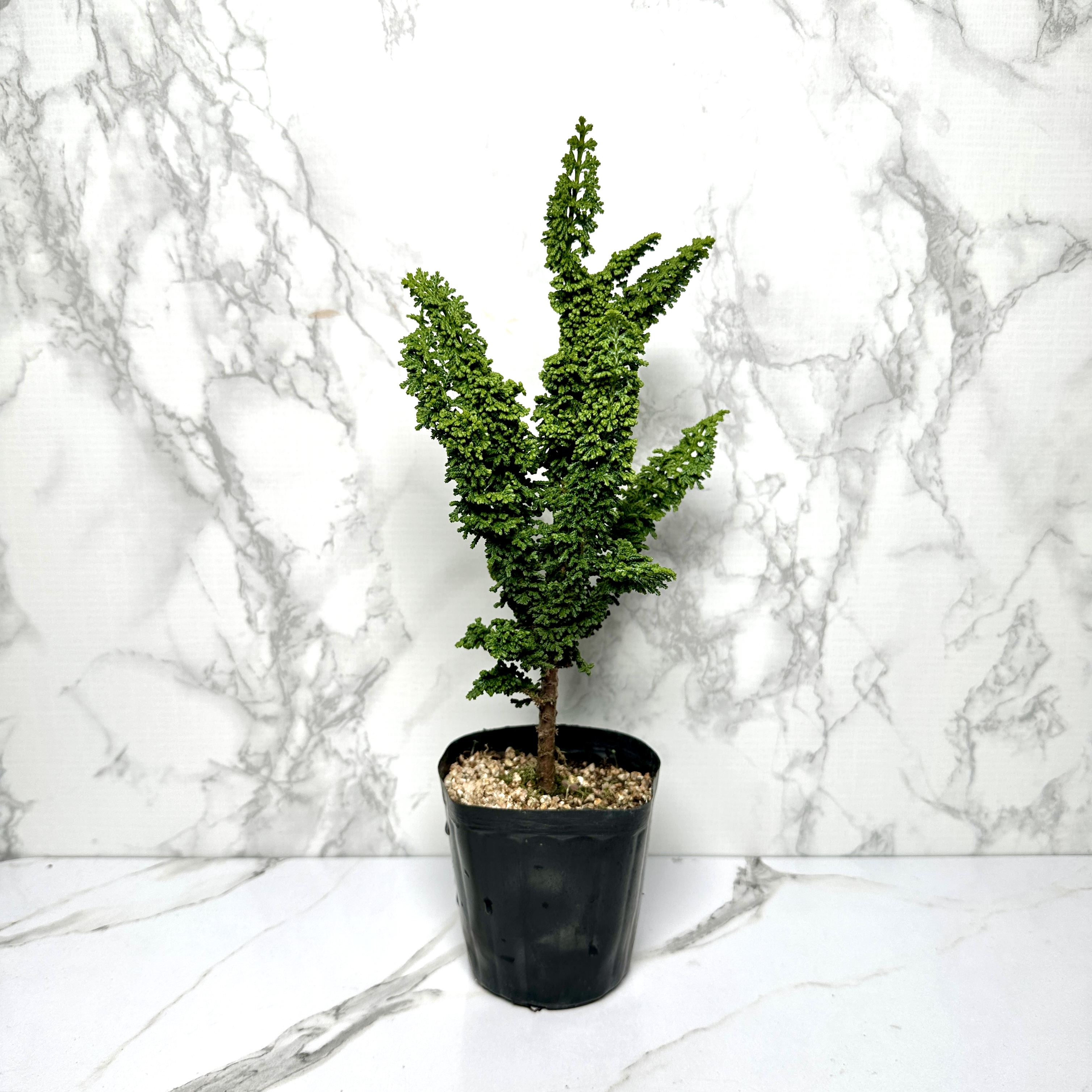 석화회 키우기 나무 분재 삽목