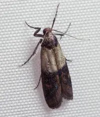 화랑곡나방