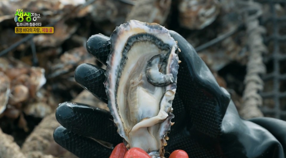 생생정보 통영토박이청춘 통영굴