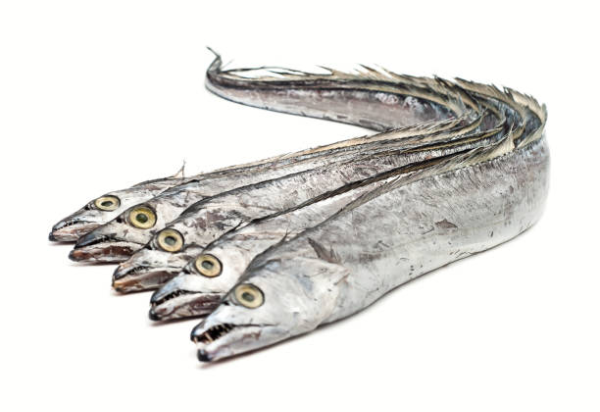 갈치란 어떤 생선인가요