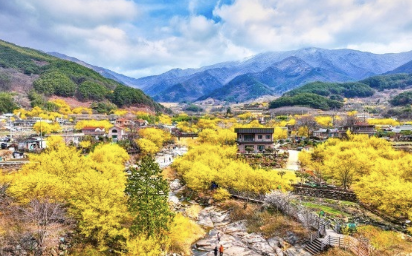 2025년 구례산수유꽃 축제