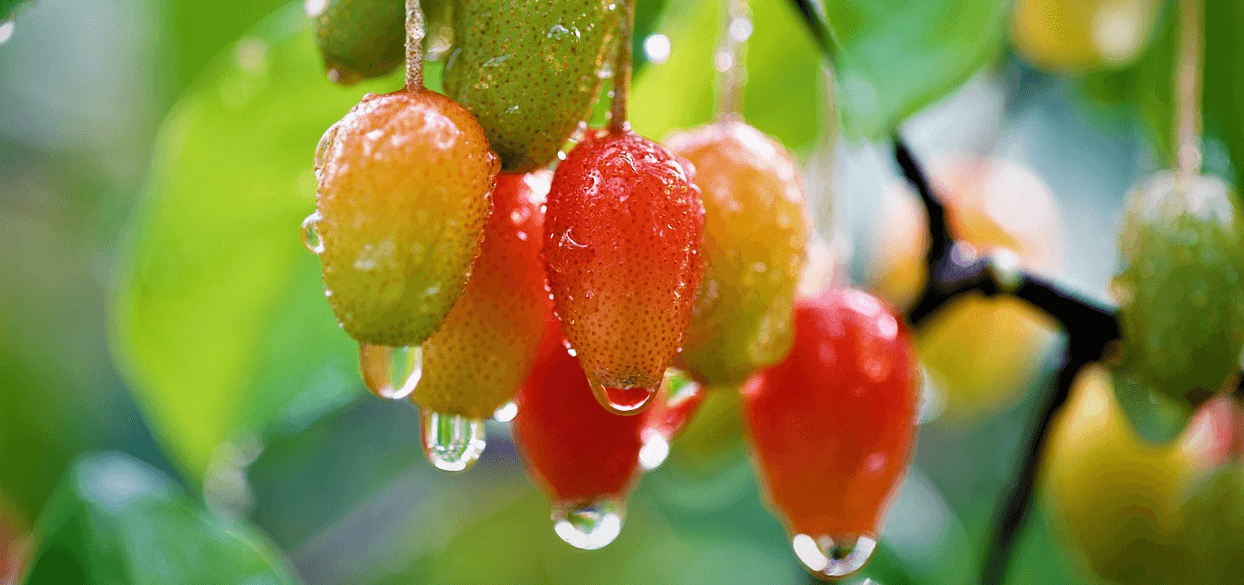 보리수 열매 사진 - 2