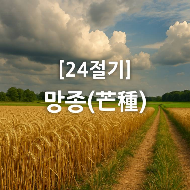 초여름 구름이 낀 하늘 아래 황금빛 보리밭과 시골 논두렁이 펼쳐진 풍경. 중앙에 '[24절기] 망종(芒種)'이라는 흰색 텍스트가 배치되어 있어 망종의 농사철 분위기를 상징적으로 담고 있다.