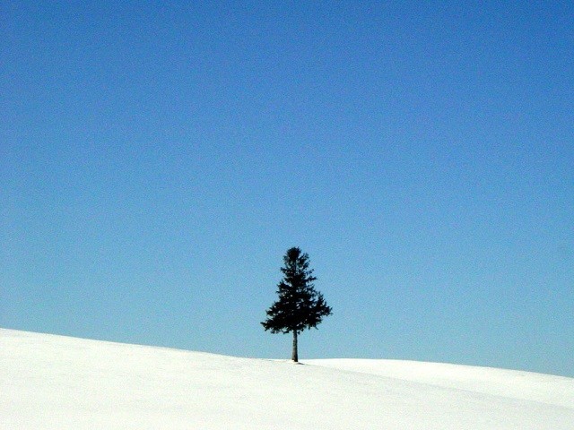 비에이-유히나무