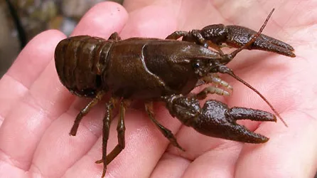 한국의 보물, 가재 (Cambaroides similis) 완벽 가이드