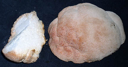 잘려져있는-버섯