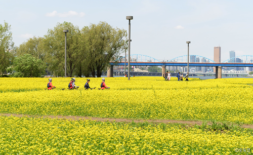 전국 유채꽃 명소 BEST5, 제주·부산·창녕·고창·구리 개화시기·축제일정