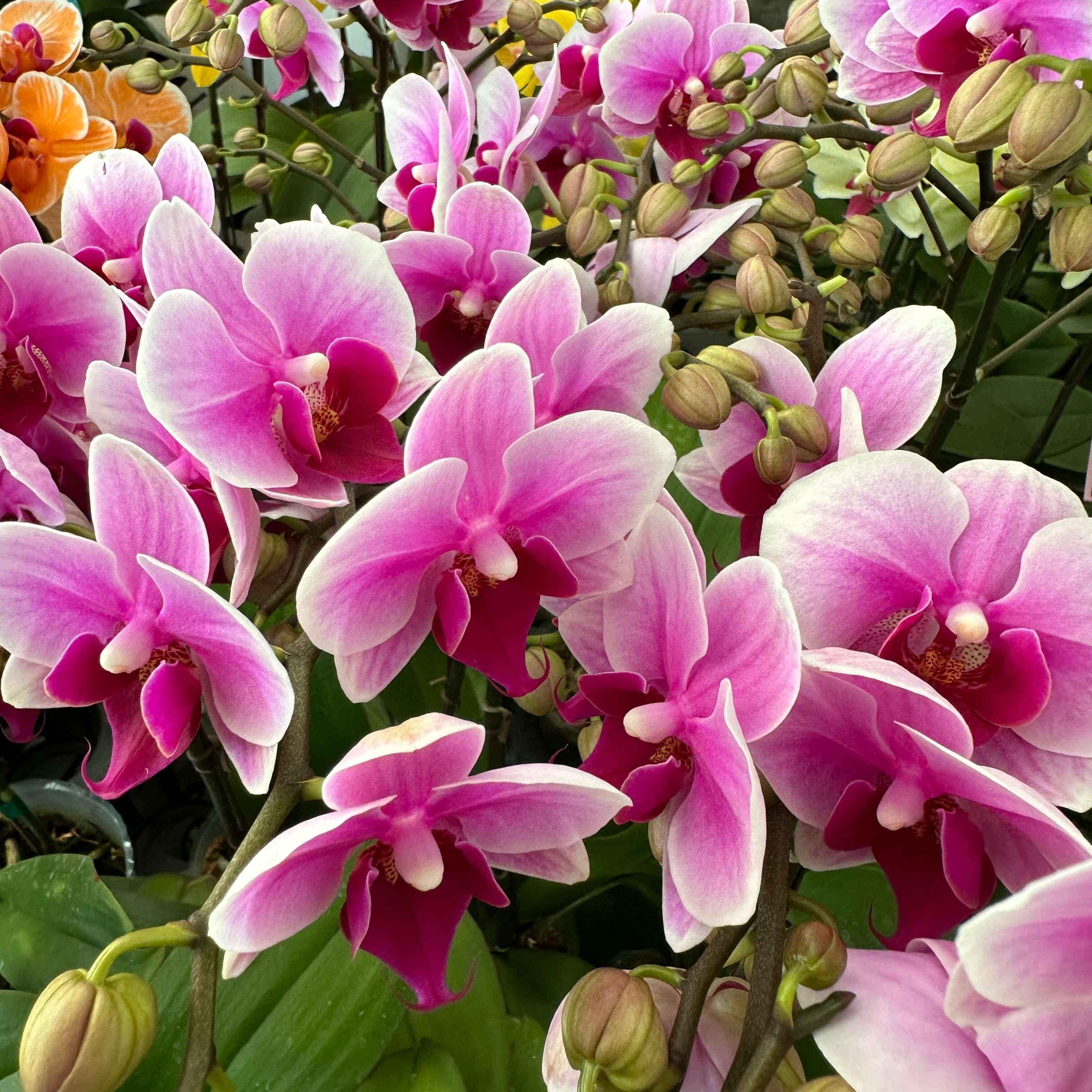 호접란 키우는 법