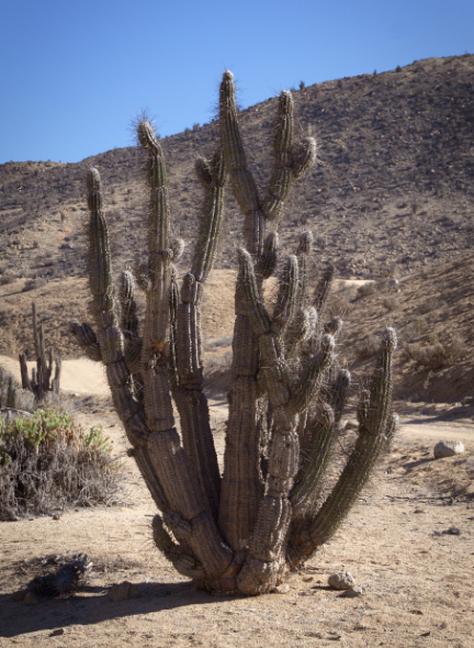 사막에서도 굳건히 살아가고 있는 선인장