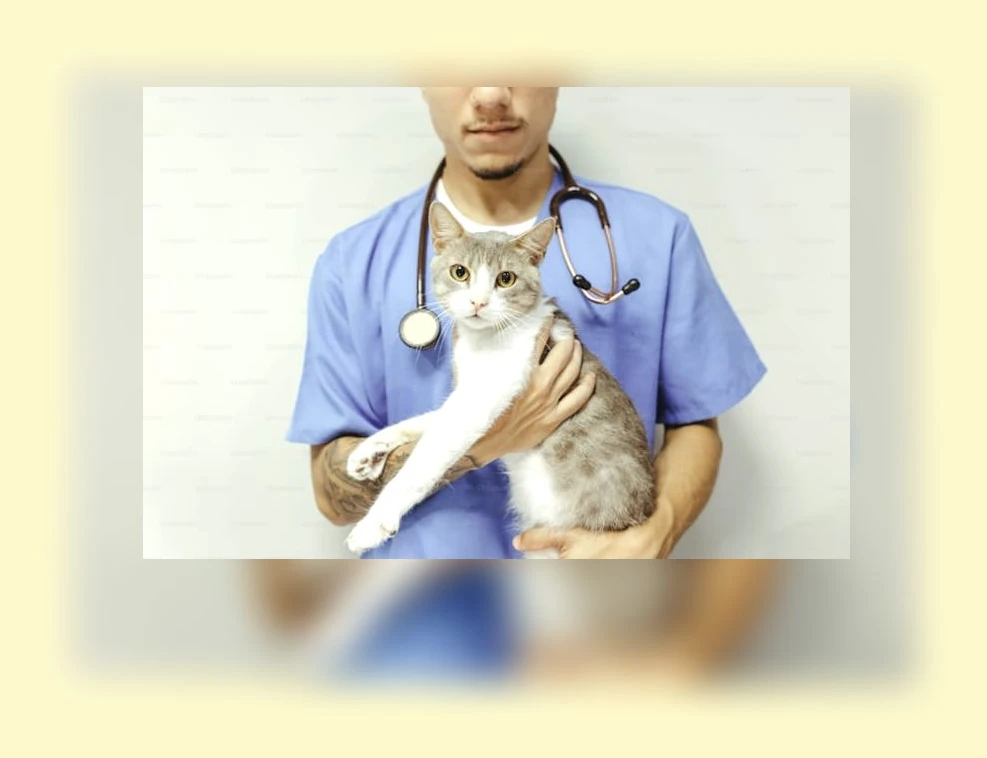 고양이 건강 관리_2_subsection