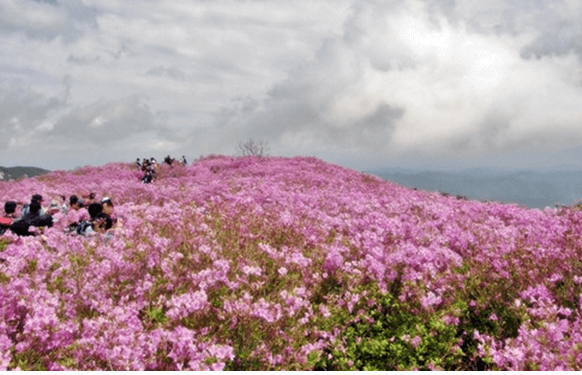 철쭉 축제 하는 곳