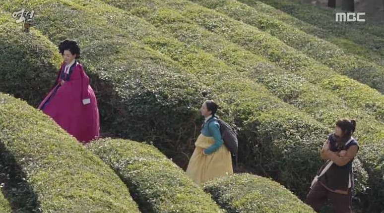 보성 녹차밭 가을 여행에 대해 알려드립니다.