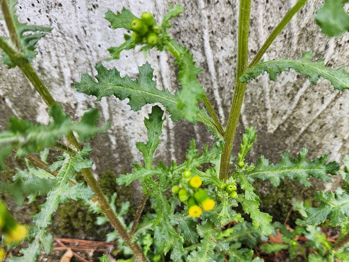 개쑥갓(들쑥갓)