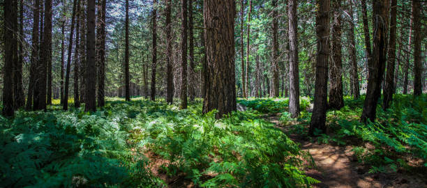 국립자연휴양림-예약-꿀팁 