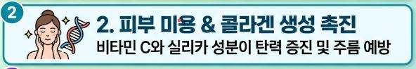 오이 효능
