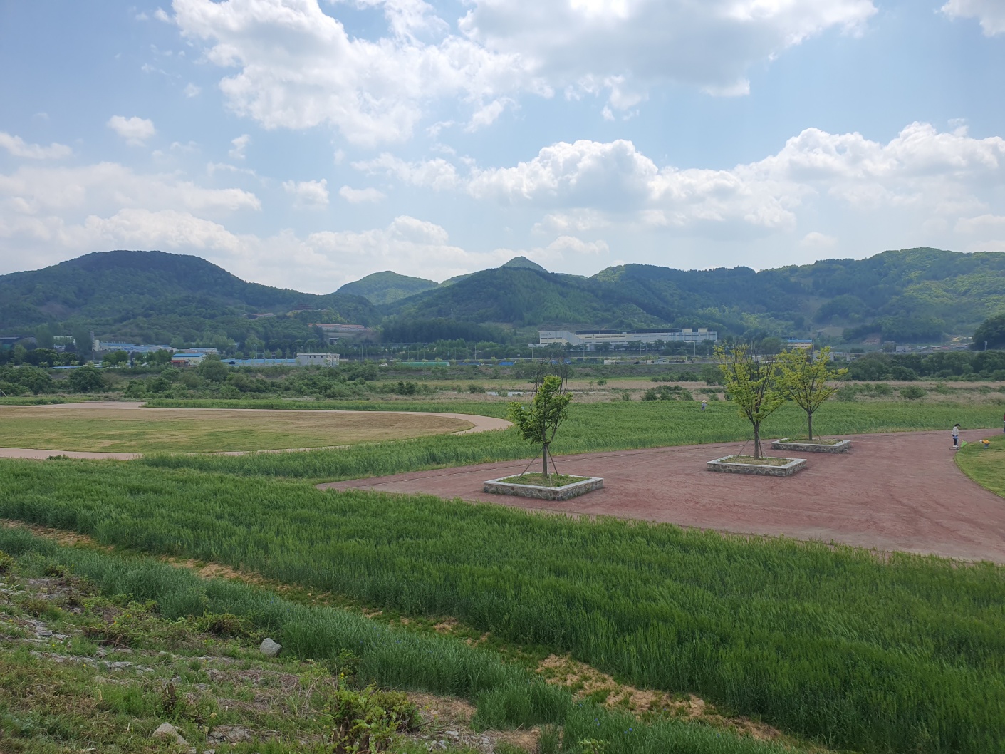 청보리밭
