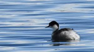 후닌 논병아리 영양 결핍이 번식 성공률에 미치는 영향