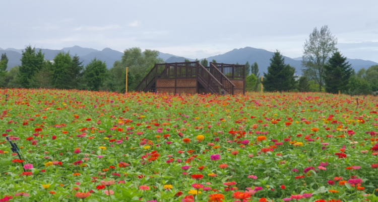 자라섬 꽃 페스타