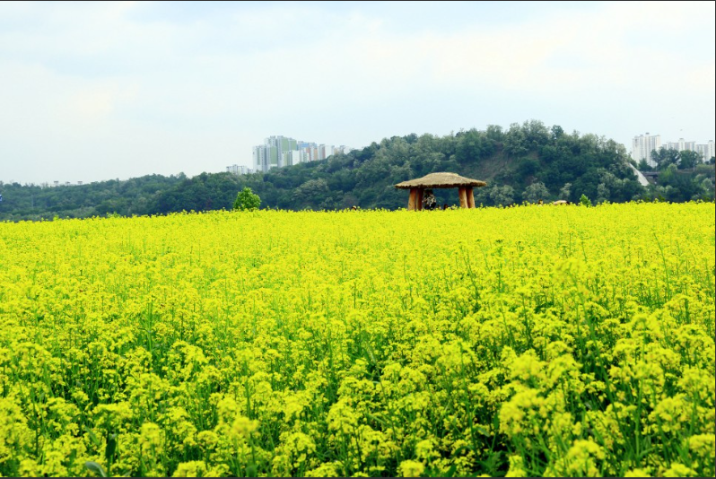 2023.유채꽃 한강예술제.2023년.입장료.가는길.주차장.일정.총정리