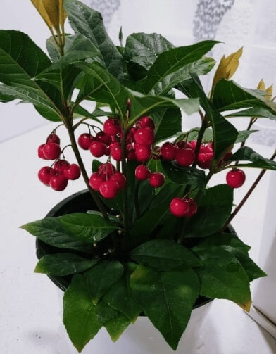 돈이 들어오는 식물