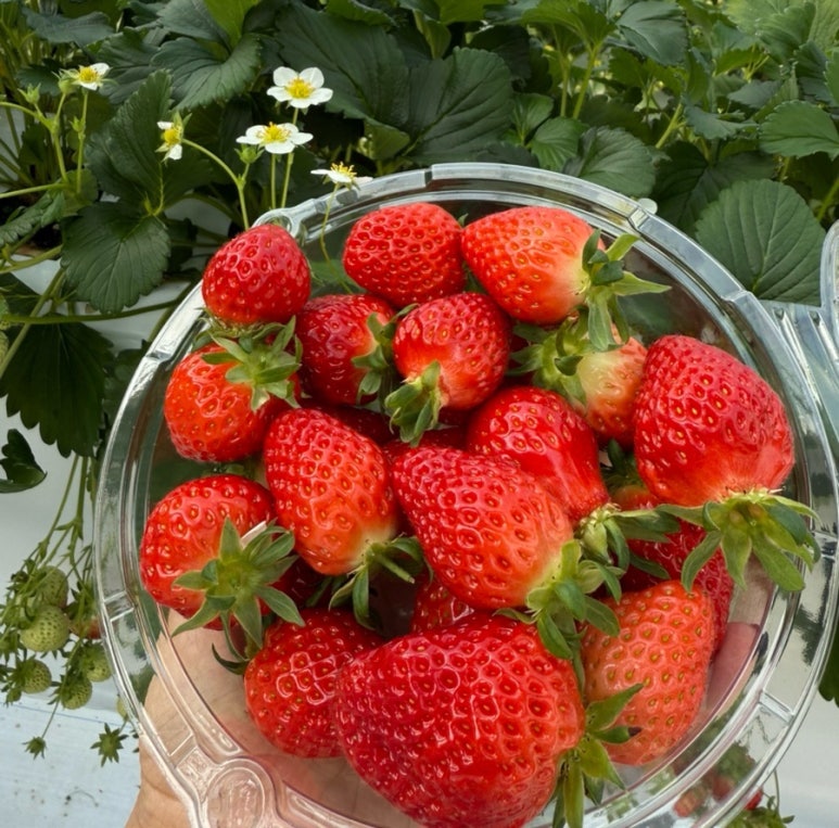 페이머스파머스 딸기