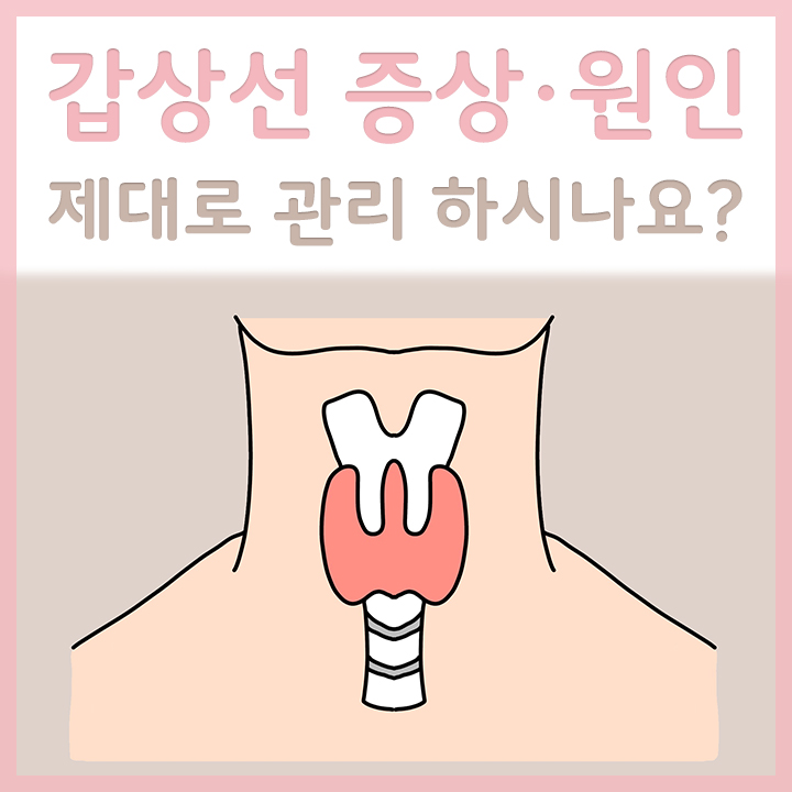 갑상선-위치와-외형