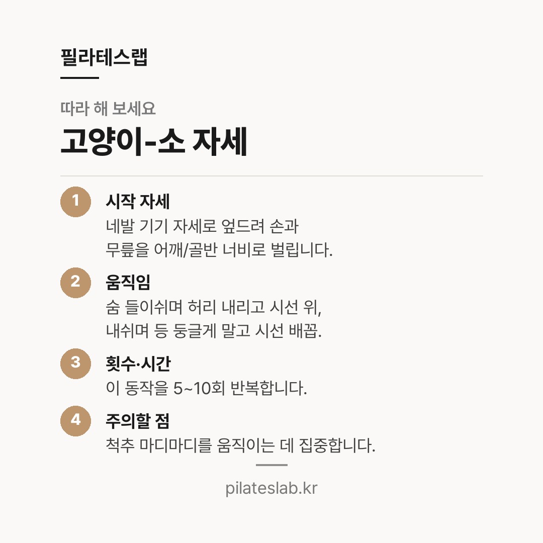 고양이-소 자세 따라 하기