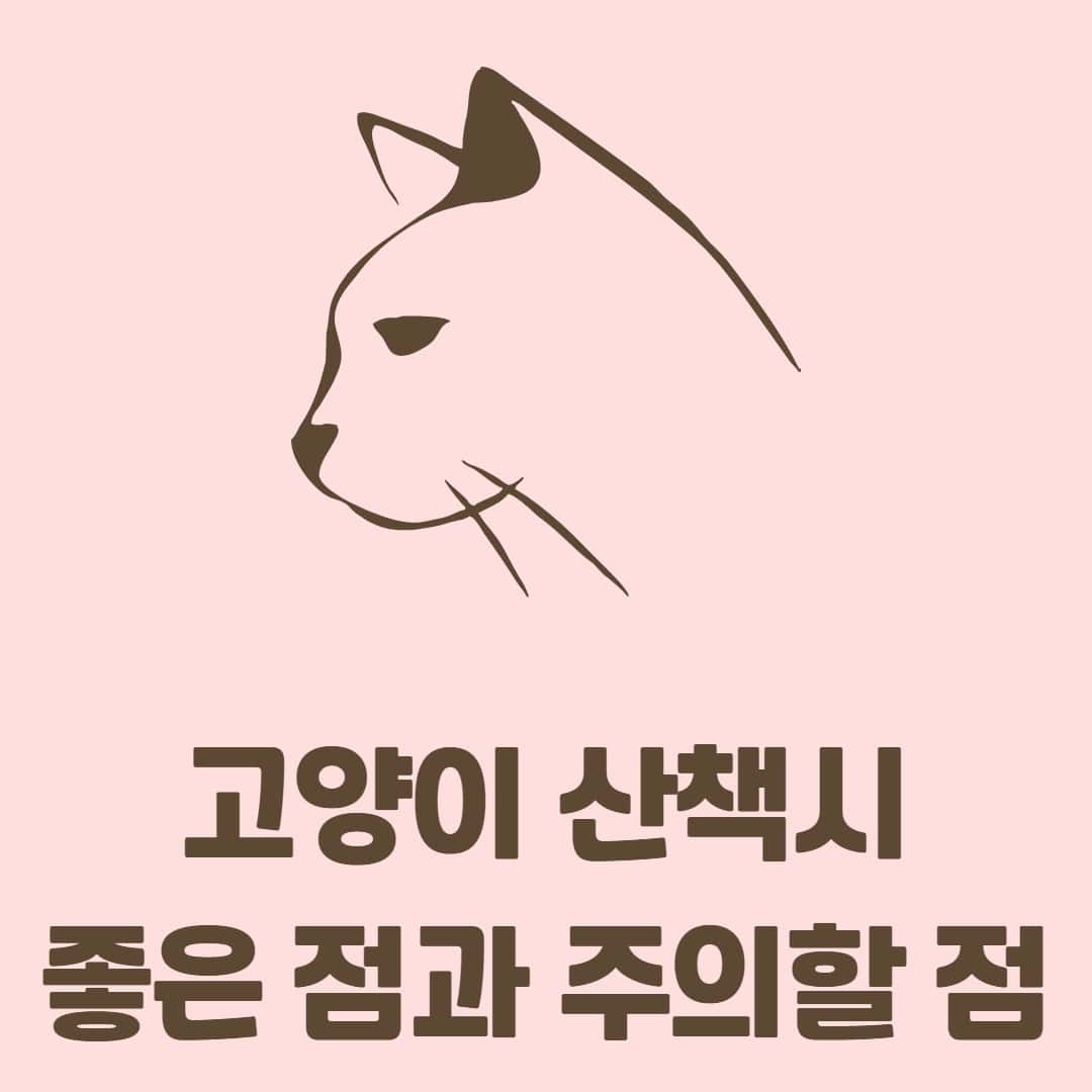 고양이 산책 가능할까? 산책의 좋은점과 주의사항 알아보자