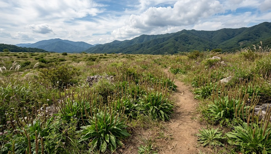 차전자(Plantago asiatica L.)