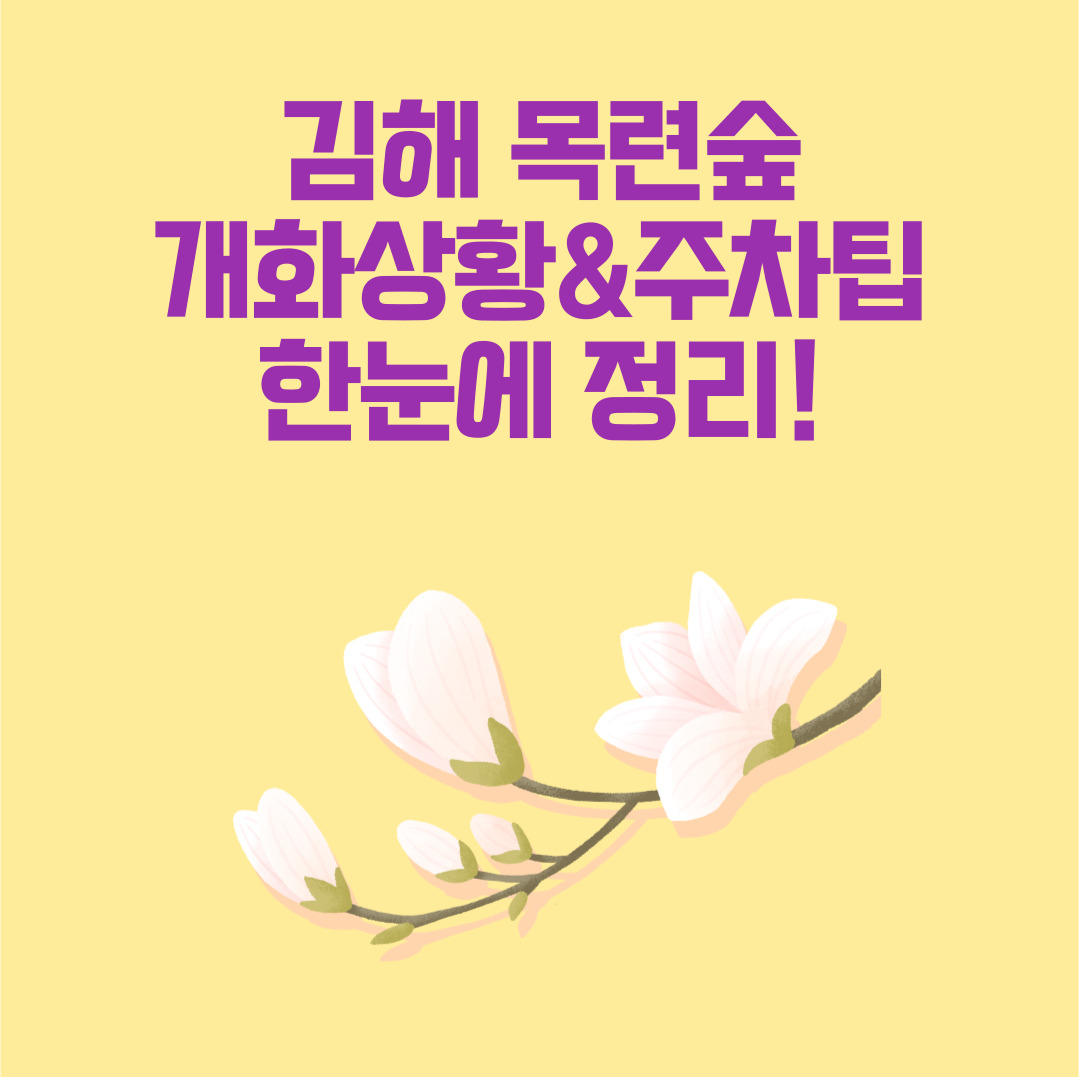 김해 목련숲 3월 개화 사진 전경