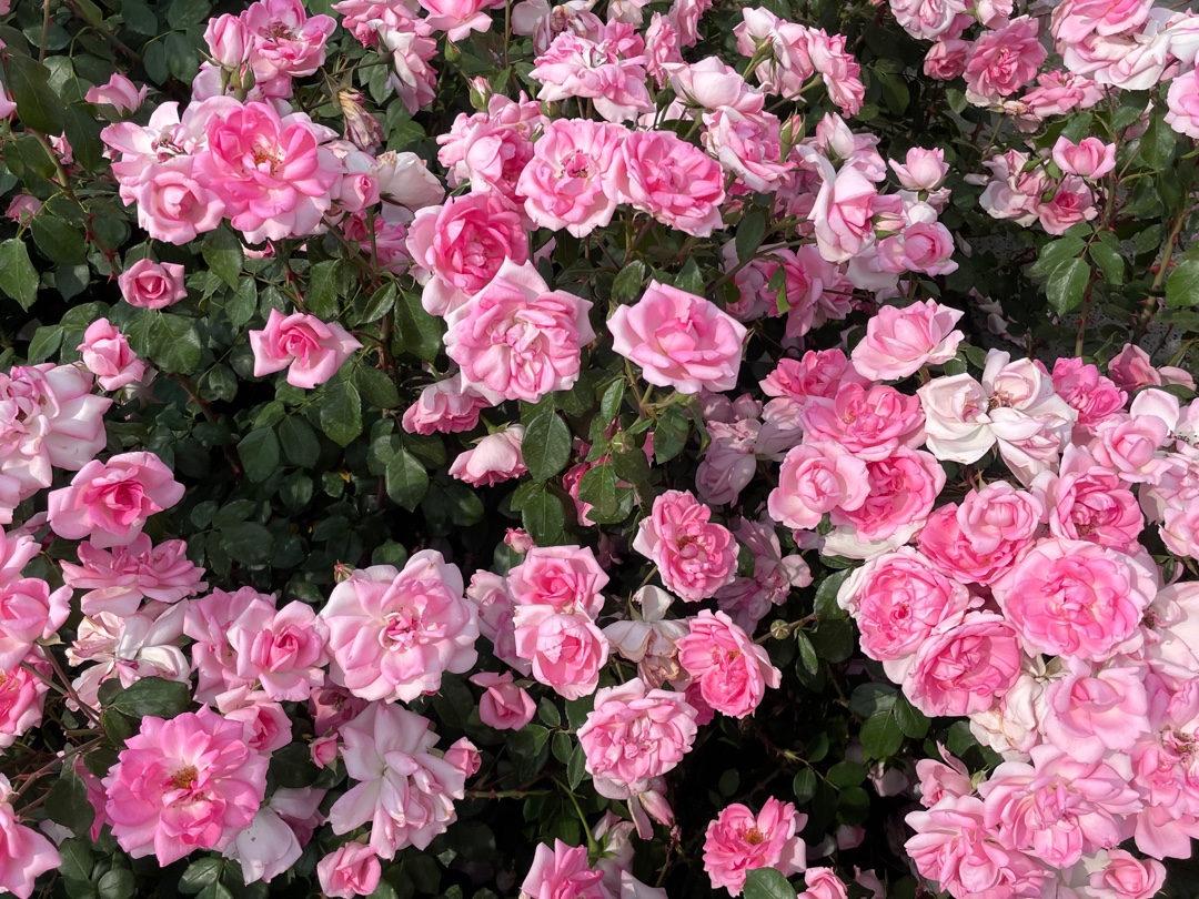 전라도 봄꽃명소